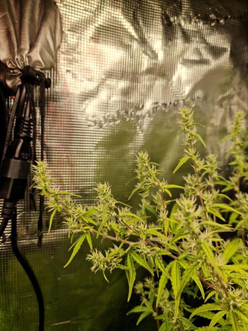 Moonstone. Week 8 - BB#2 "main" cola