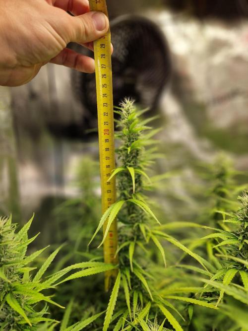 Moonstone. Week 8 - BB#3 main cola with measurement