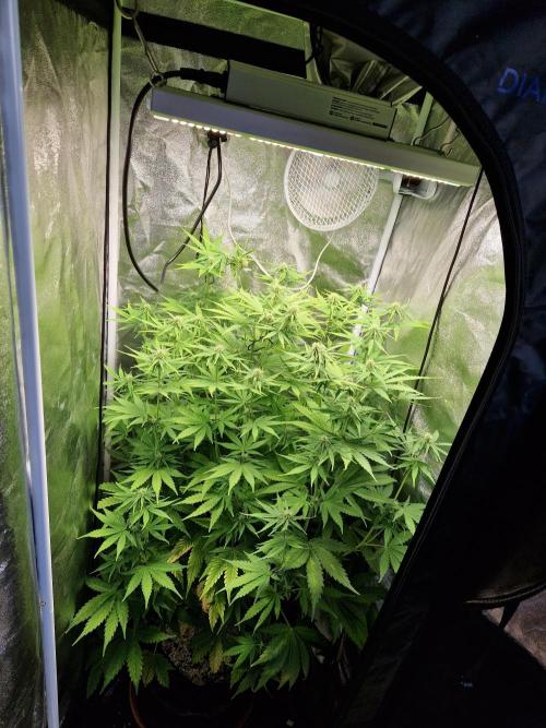 Citrus Venom (Zamnesia Tribe Exclusive). Week 6 - 09.06.26 | Day 43