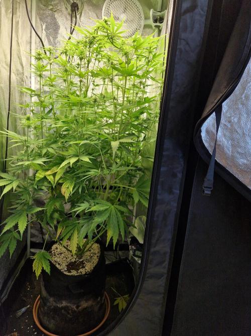 Citrus Venom (Zamnesia Tribe Exclusive). Week 6 - front