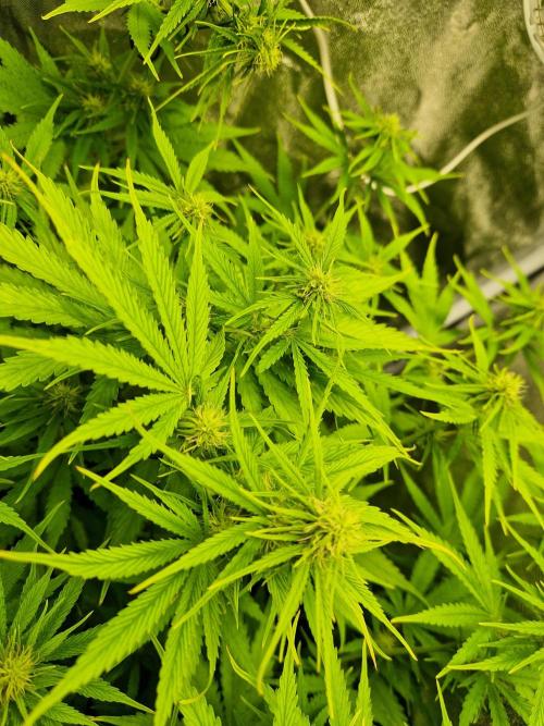 Citrus Venom (Zamnesia Tribe Exclusive). Week 6 - Main Cola LST