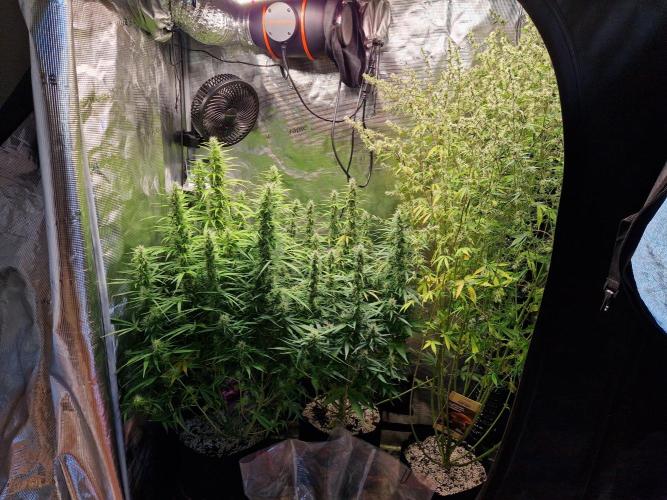 Moonstone. Week 8 - 09.06.26 | Day 61
