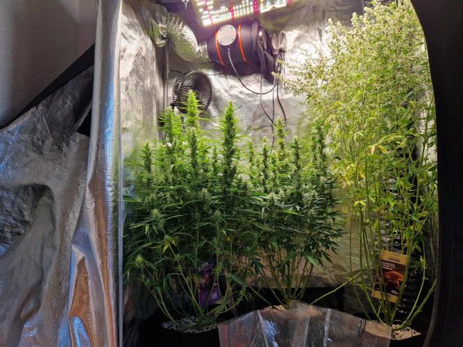 Moonstone. Week 8 - front