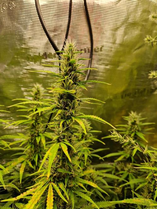 Moonstone. Week 8 - BB#1 Main Cola
