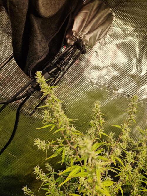 Moonstone. Week 8 - BB#2 uhm, a cola