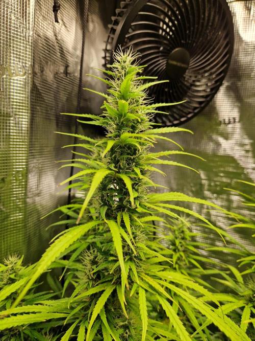 Moonstone. Week 8 - BB#3 Main Cola