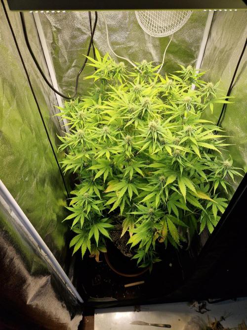 Citrus Venom (Zamnesia Tribe Exclusive). Week 7 - 14.06.26 | Day 47