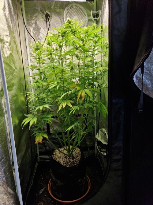 Citrus Venom (Zamnesia Tribe Exclusive). Week 7 - front
