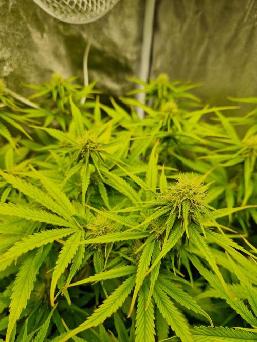 Citrus Venom (Zamnesia Tribe Exclusive). Week 7 - Main Cola LST