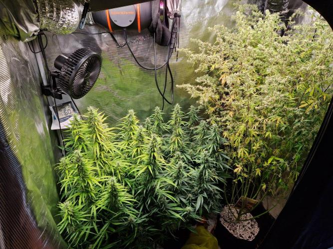 Moonstone. Week 9 - 14.06.26 / Day 65