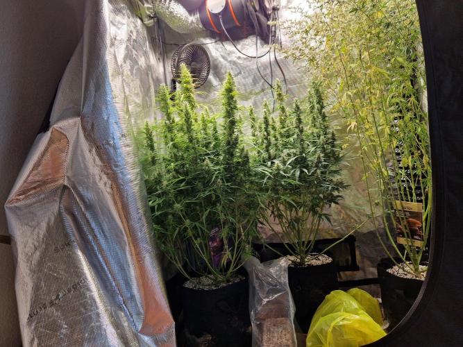 Moonstone. Week 9 - front 