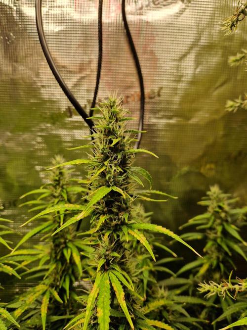 Moonstone. Week 9 - BB#1 | main cola