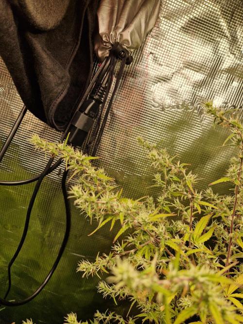 Moonstone. Week 9 - BB#2... | Yeah