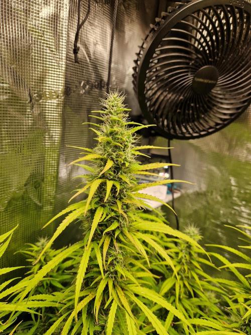 Moonstone. Week 9 - BB#3 | main cola