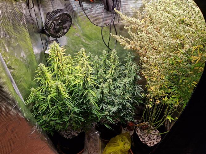 Moonstone. Week 9 - 16.06.26 | Day 67