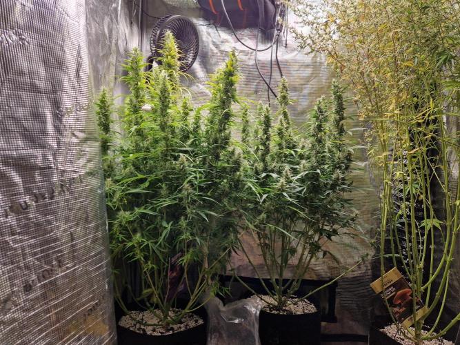 Moonstone. Week 9 - front 