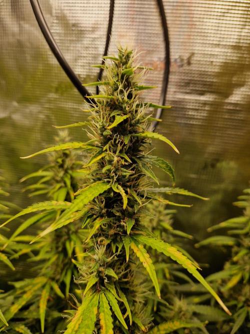 Moonstone. Week 9 - BB#1 | main flower