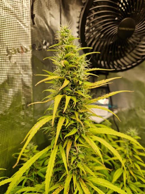 Moonstone. Week 9 - BB#3 | main flower