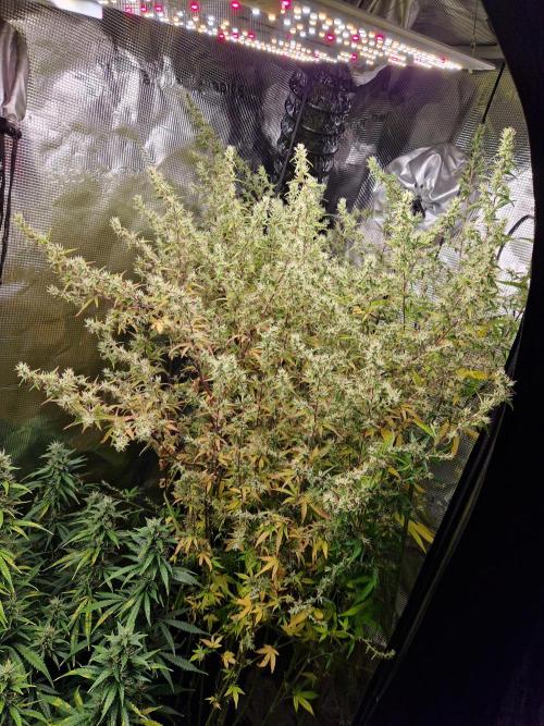 Moonstone. Week 9 - BB#2