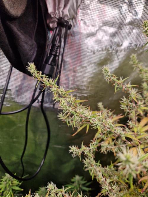 Moonstone. Week 9 - BB#2 | same brench as everyday