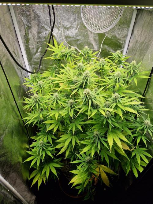 Citrus Venom (Zamnesia Tribe Exclusive). Week 7 - 16.06.26 | Day 48