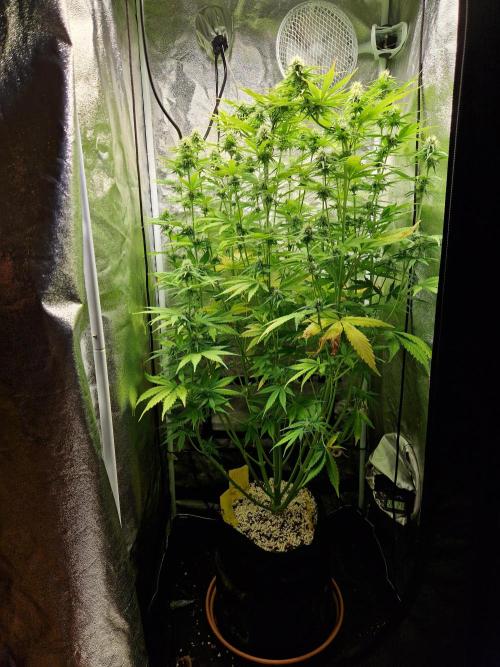 Citrus Venom (Zamnesia Tribe Exclusive). Week 7 - front