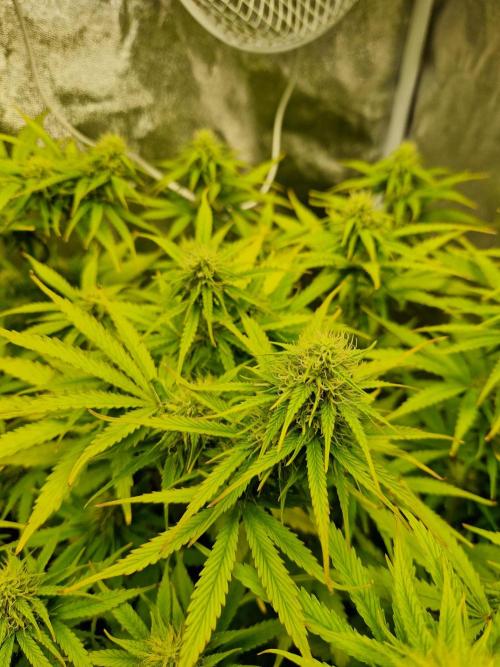 Citrus Venom (Zamnesia Tribe Exclusive). Week 7 - main Cola