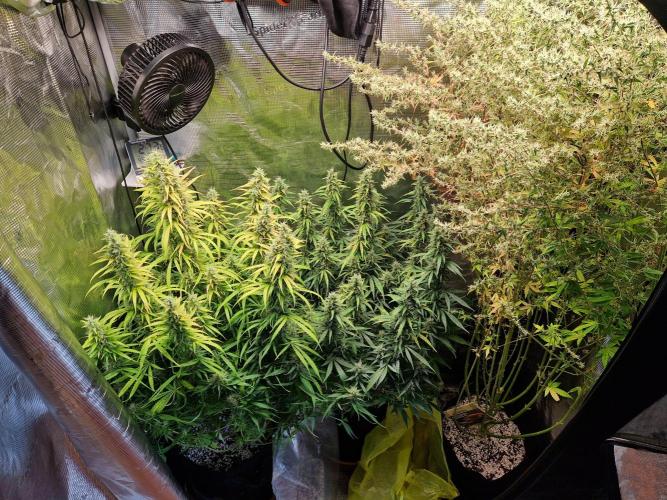 Moonstone. Week 10 - 20.06.26 | Day 71