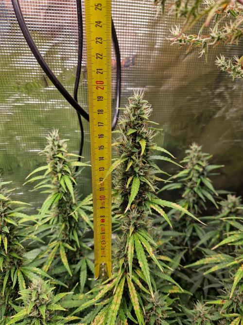 Moonstone. Week 10 - BB#1 Main cola hight