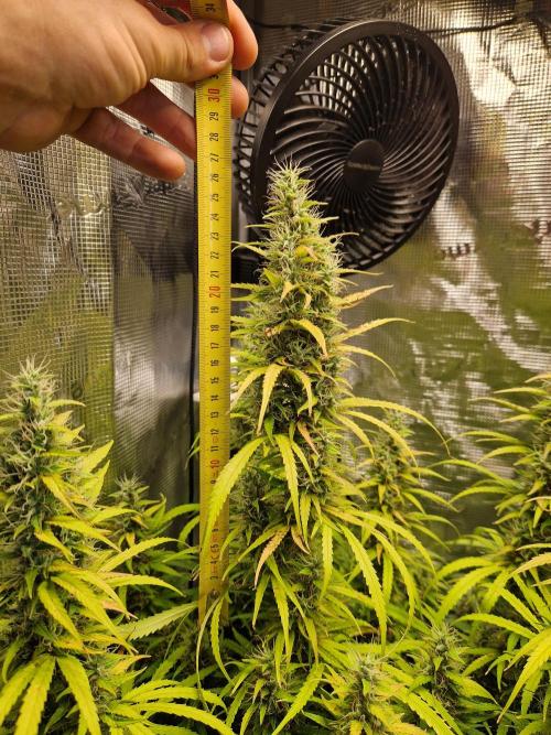 Moonstone. Week 10 - BB#3 main cola hight