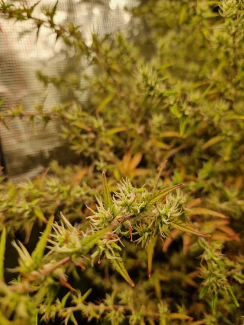Moonstone. Week 10 - BB#2 as always 
