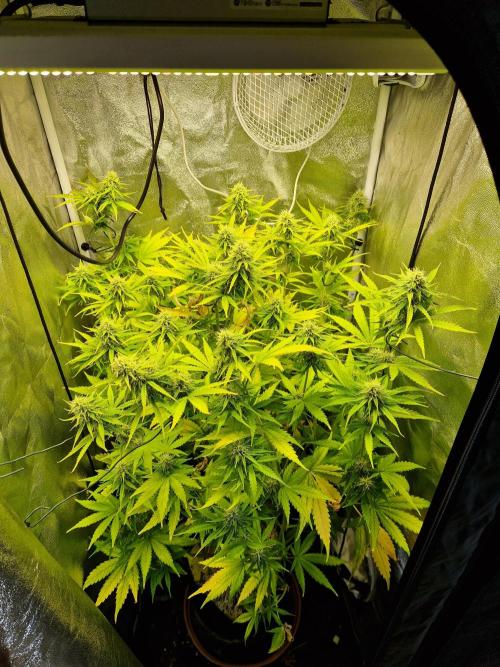Citrus Venom (Zamnesia Tribe Exclusive). Week 8 - 20.06.26 | Day 53