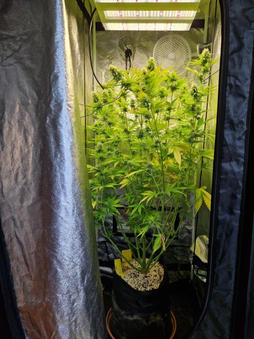 Citrus Venom (Zamnesia Tribe Exclusive). Week 8 - front