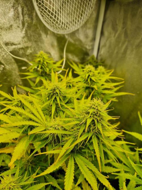 Citrus Venom (Zamnesia Tribe Exclusive). Week 8 - main cola