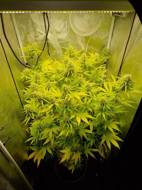 Citrus Venom (Zamnesia Tribe Exclusive). Week 8 - 23.06.26 | Day 56