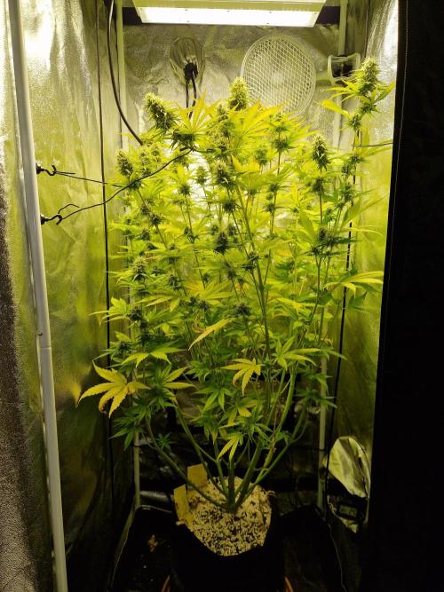 Citrus Venom (Zamnesia Tribe Exclusive). Week 8 - front