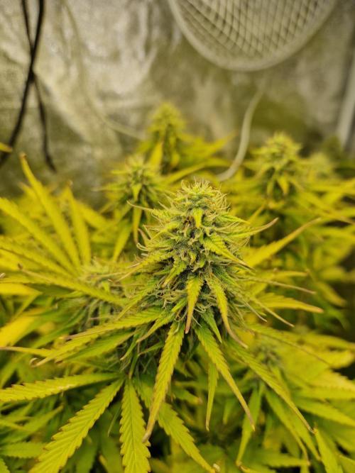 Grow Tent 2'x2' (70x70x160cm). Week 8