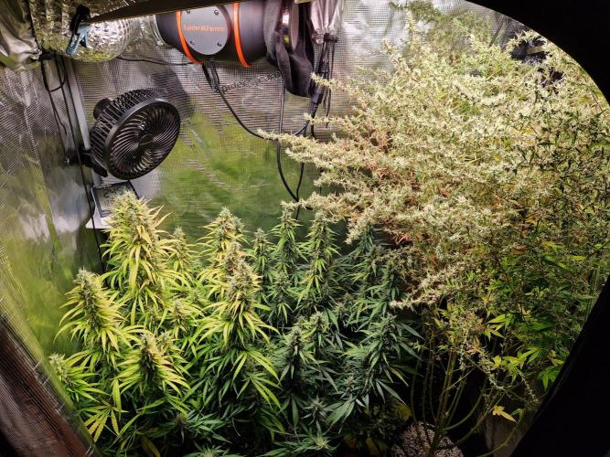 Moonstone. Week 10 - 23.06.26 | Day 74