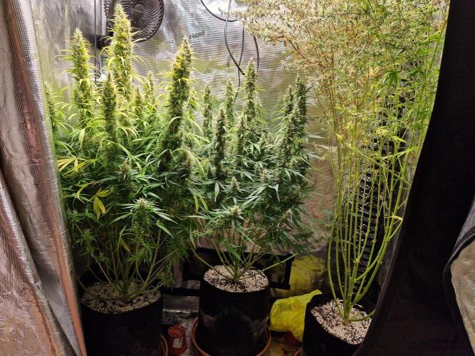 Moonstone. Week 10 - front