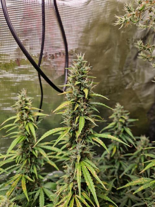 Moonstone. Week 10 - BB#1 | main cola