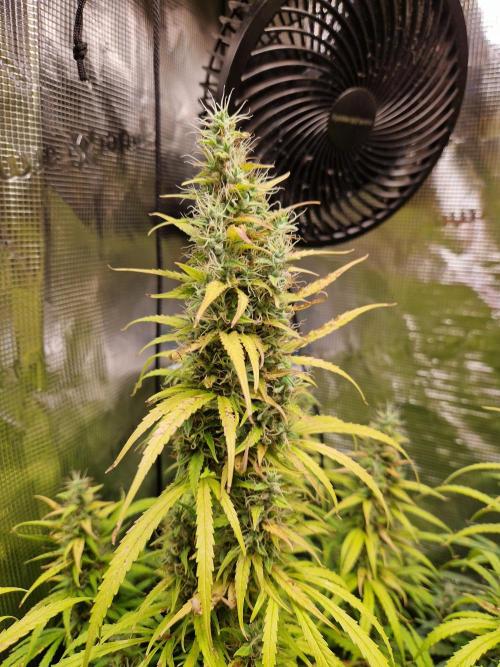 Moonstone. Week 10 - BB#3 | main cola