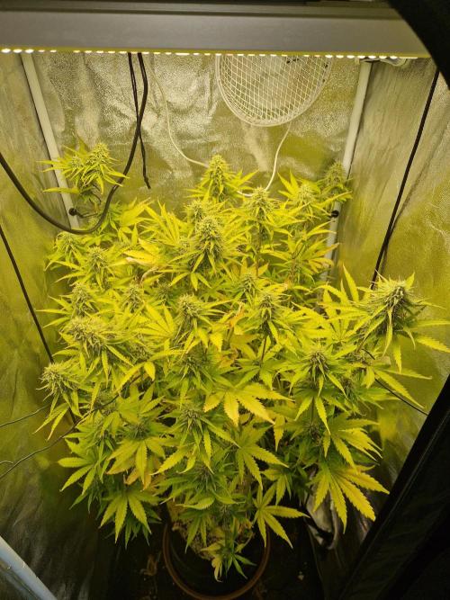 Citrus Venom (Zamnesia Tribe Exclusive). Week 9 - 26.06.26 | Day59
