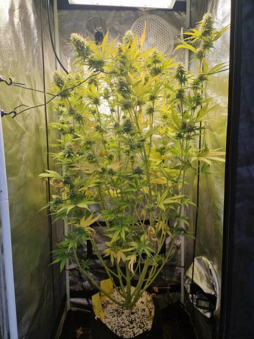 Citrus Venom (Zamnesia Tribe Exclusive). Week 9 - front