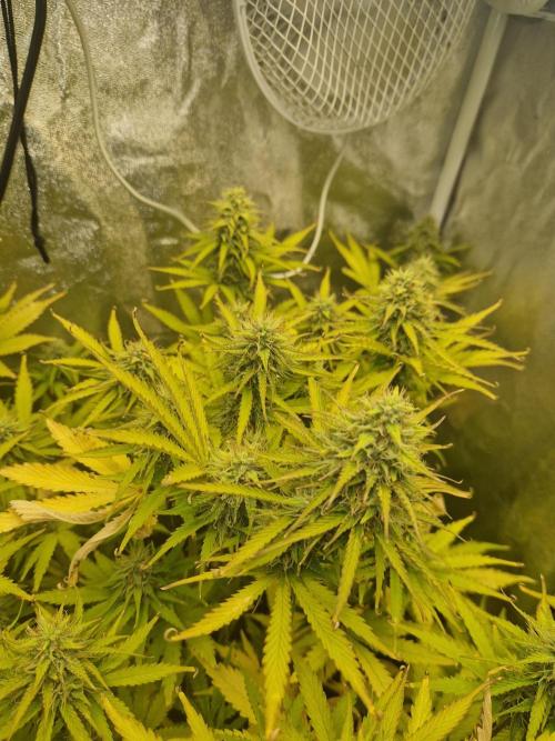Citrus Venom (Zamnesia Tribe Exclusive). Week 9 - main cola