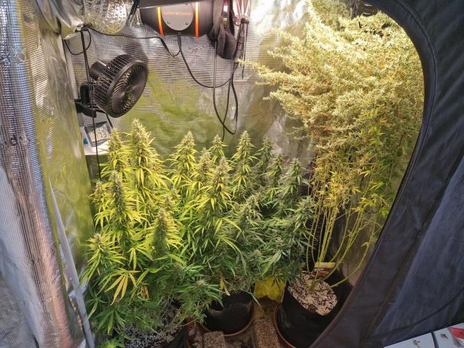 Moonstone. Week 11 - 26.06.26 | Day 77