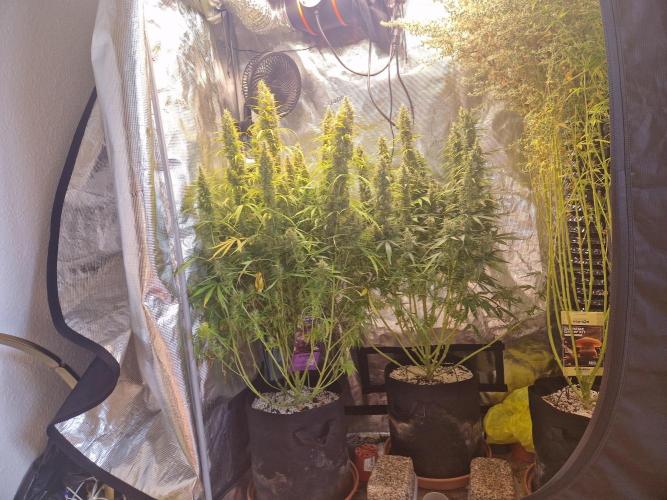 Moonstone. Week 11 - front