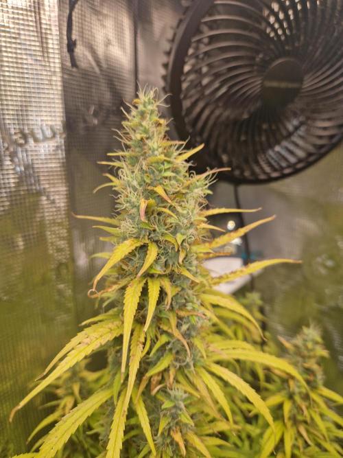 Moonstone. Week 11 - BB#1 | main cola