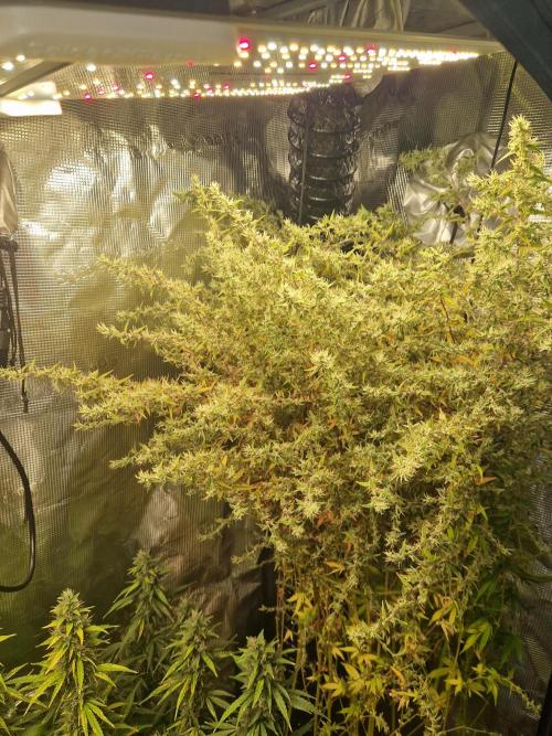 Moonstone. Week 11 - BB#2