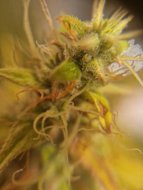 Moonstone. Week 11 - BB#3 | micro picture pretty much all of them turning white Some clear very few on the leafs amber