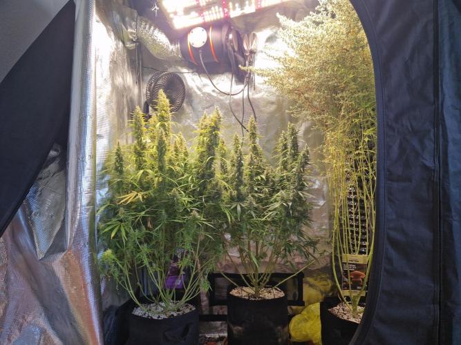Moonstone. Week 11 - front